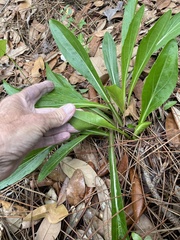 Carphephorus odoratissimus