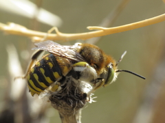 Anthidium cingulatum