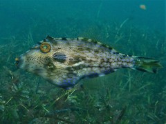 Scobinichthys granulatus