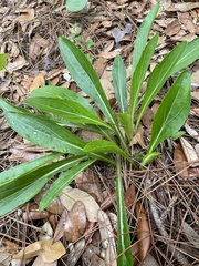 Carphephorus odoratissimus