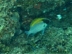 Chromis klunzingeri
