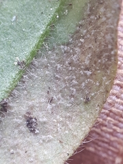 Peronospora myosotidis