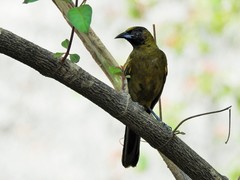 Icterus melanopsis