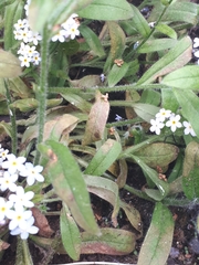 Peronospora myosotidis