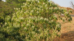 Colebrookea oppositifolia