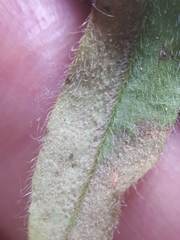 Peronospora myosotidis