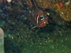 Trachichthys australis