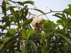 Capparis moonii