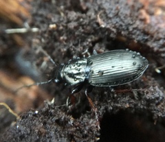 Pterostichus oblongopunctatus