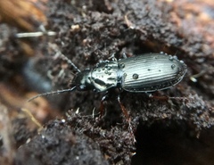 Pterostichus oblongopunctatus