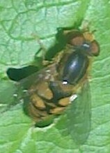 Parhelophilus