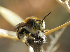 Anthidium cingulatum