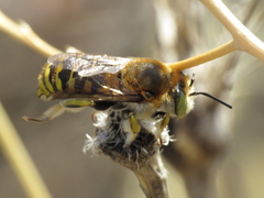 Anthidium cingulatum