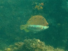 Pseudolabrus biserialis