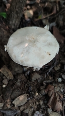 Agaricus