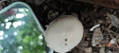Agaricus