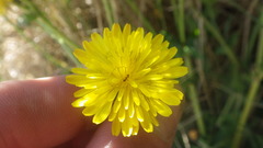 Crepis vesicaria taraxacifolia