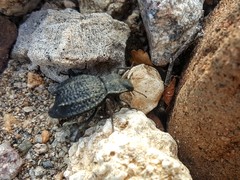 Philolithus aegrotus