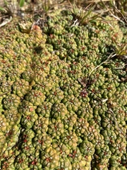 Euphorbia clavarioides