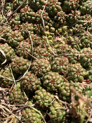 Euphorbia clavarioides
