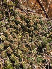 Euphorbia clavarioides