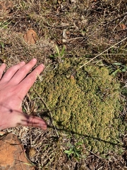 Euphorbia clavarioides