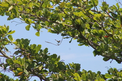 Myiarchus antillarum