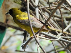 Icterus melanopsis