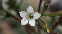 Gilia stellata