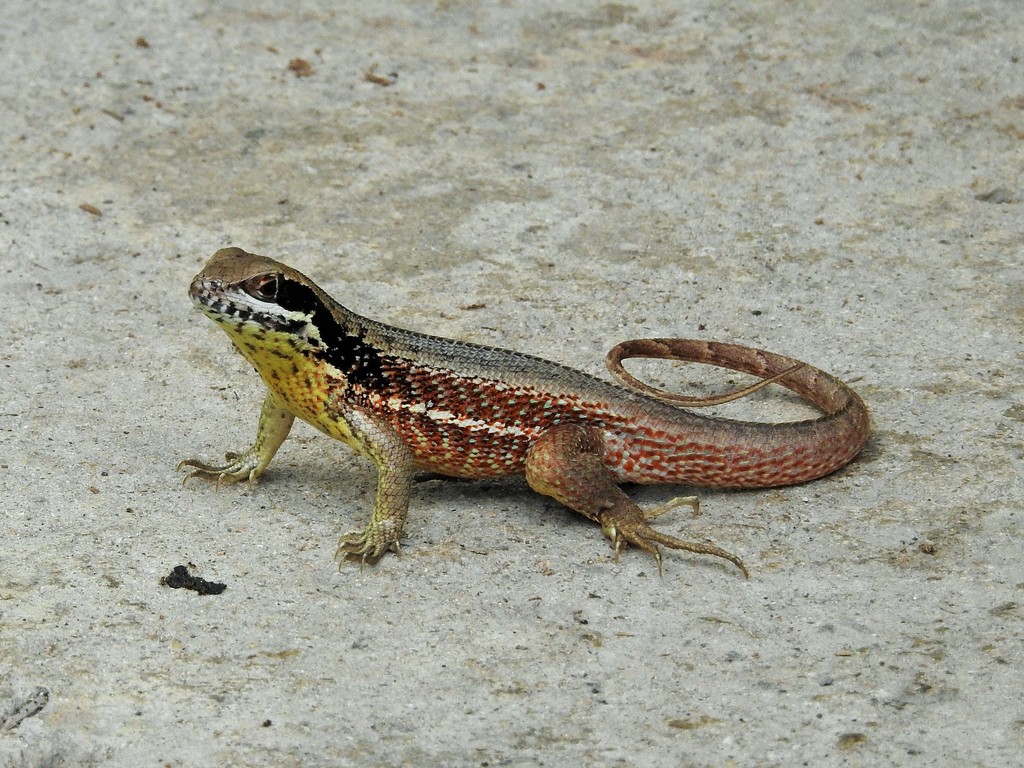 Cuban Curlytail Lizard