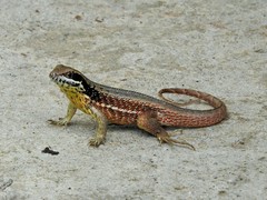 Leiocephalus cubensis