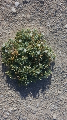 Drymaria holosteoides