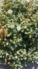 Drymaria holosteoides