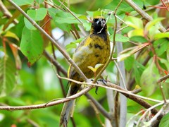 Icterus melanopsis