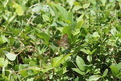 Anartia jatrophae semifusca