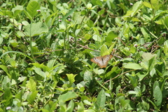 Anartia jatrophae semifusca