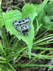 Acronicta fragilis