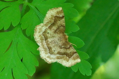 Metarranthis refractaria