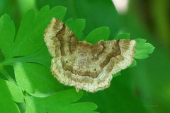 Metarranthis refractaria