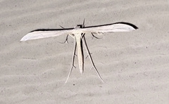 Hellinsia homodactylus