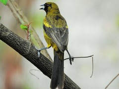 Icterus melanopsis