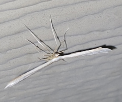 Hellinsia homodactylus