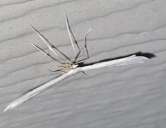 Hellinsia homodactylus