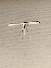 Hellinsia homodactylus