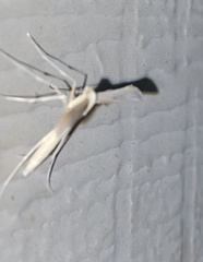 Hellinsia homodactylus