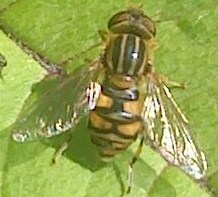 Parhelophilus laetus