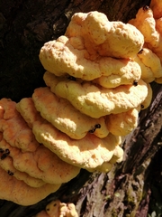 Laetiporus sulphureus