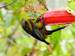 Icterus melanopsis