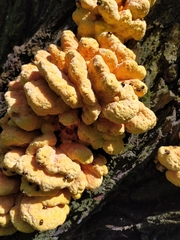 Laetiporus sulphureus