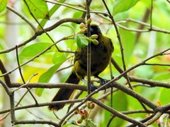 Icterus melanopsis